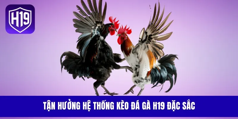 Tận hưởng hệ thống kèo đá gà đặc sắc